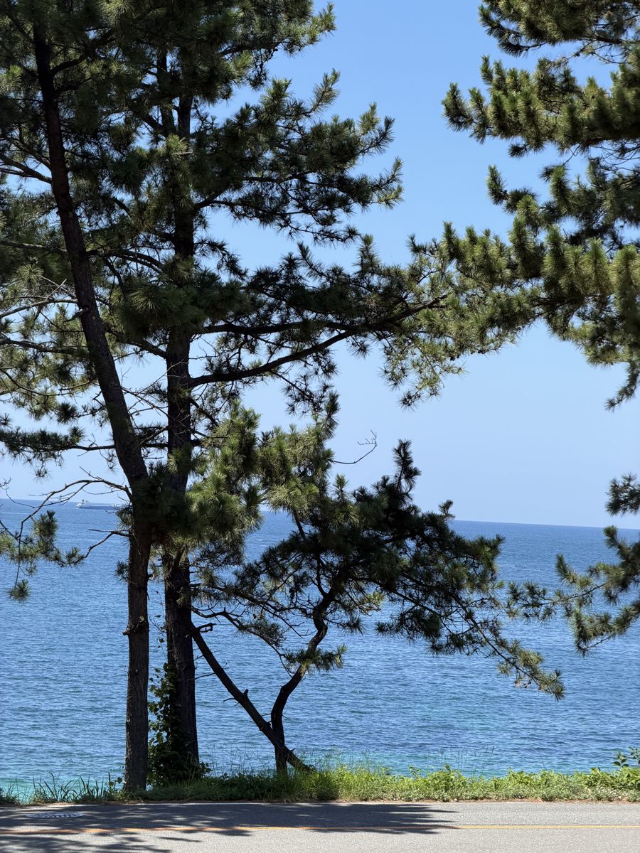 松の木越しに見る志賀島の海