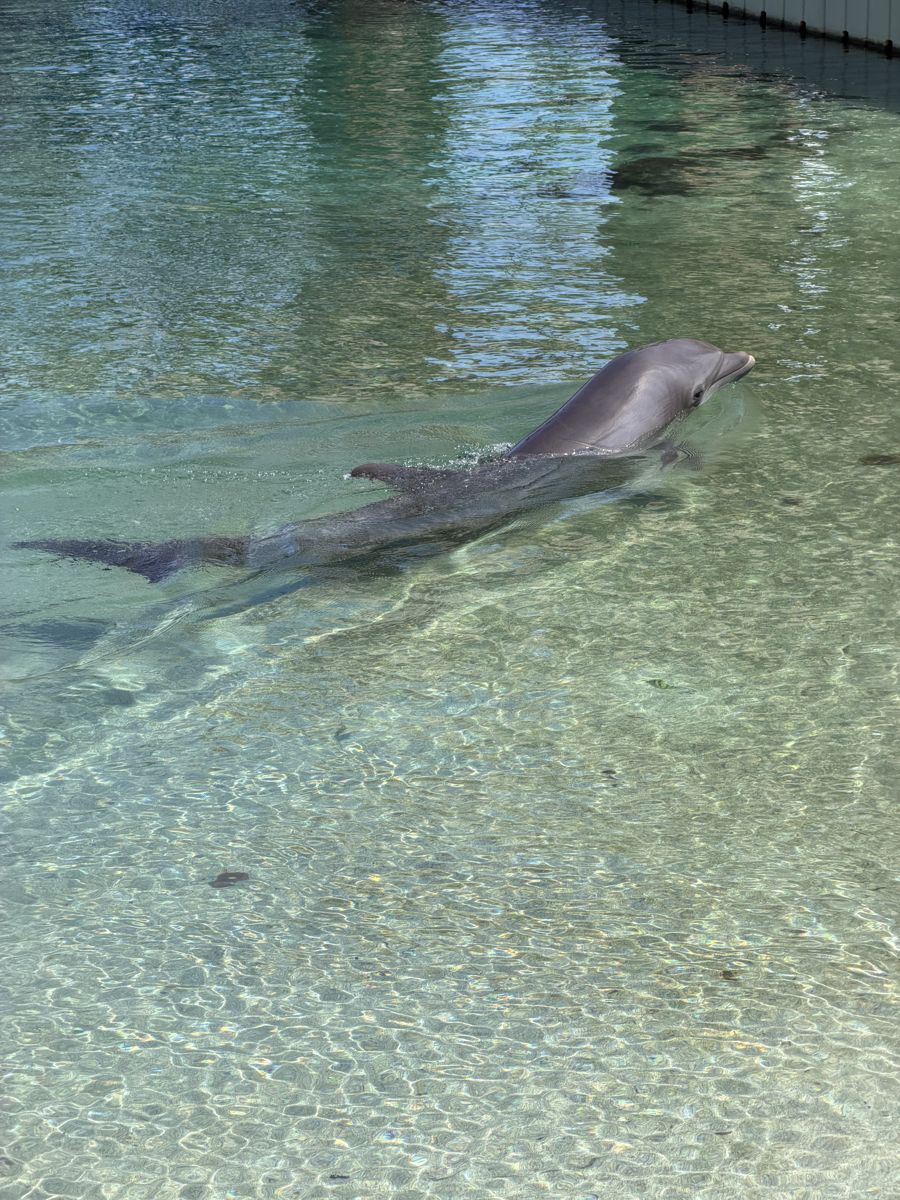 ヒルトン・ワイコロア・ビレッジのラグーンを泳ぐイルカ